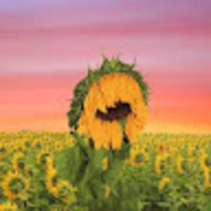 Meet your Posher, Cee